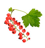 Red Currant With Leaves