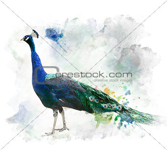 Watercolor Image Of Peacock