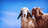 Two funny sheep