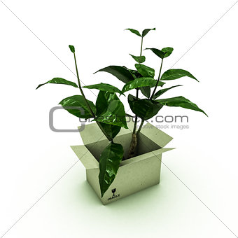 plant inside a box