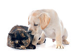 exotic shorthair cat and puppy 