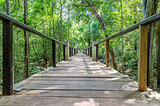 Wooden Bridge in the forest