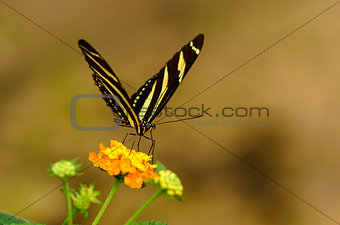 Striped butterfly on yellow flower