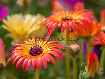 Multicolored closeup flowers