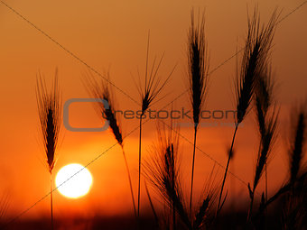 Strands of grass in sunset light
