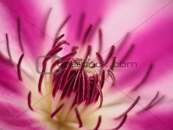 Pink macro flower closeup
