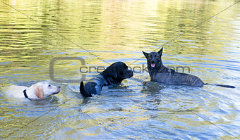 three dog in river