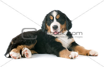 puppy bernese moutain dog