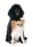 puppy poodle and chihuahua