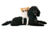 puppy poodle and chihuahua