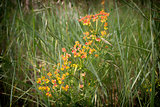 Green weeds and orange flowers background