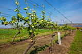 Vineyards at sunny day, grapes in spring