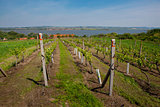Vineyards at sunny day, grapes in spring