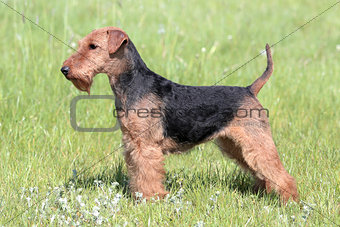 Welsh Terrier on a summer meadow