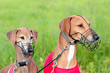 Portrait of two Sighthound Azawakh on a green background