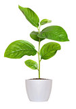 small green seedling in a flowerpot isolated over white