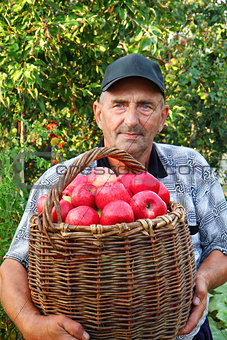 Elderly man, harvesting a apple