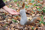 squirrel eats nuts