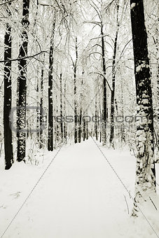 road in winter park in snow