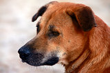 Portrait red dog
