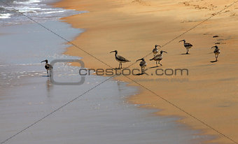 birds on the sand