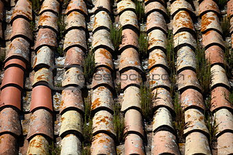 tile roof  grassy