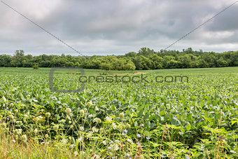 soybean crops in Missouri