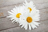Daisy camomile flowers
