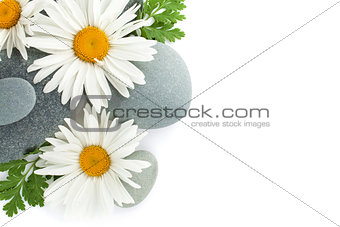 Daisy  camomile flowers