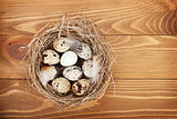 Quail eggs nest