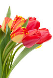 Fresh colorful tulips bouquet