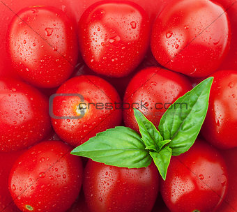 Fresh ripe cherry tomatoes and basil