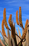Aloe Ferox plant detail (Species distributed throughout a large 