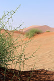Xerophytic plant (Acanthosicyos horrida) in the sandy Namibia