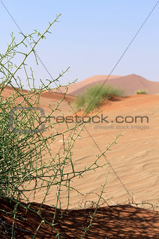 Xerophytic plant (Acanthosicyos horrida) in the sandy Namibia