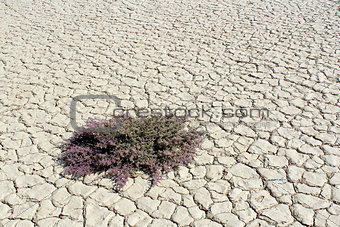 Plant thriving in Sossusvlei dead valley, Nanib desert