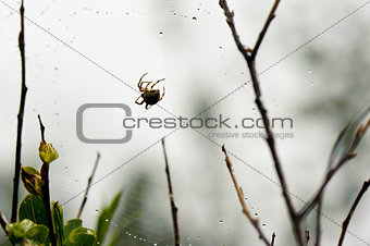 Spider web and spider in the forest after the rain