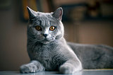 Cat breed British Shorthair Blue on the table