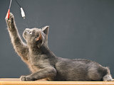 Breed Russian Blue cat playing on the table