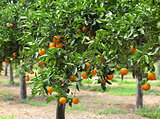 Orange grove