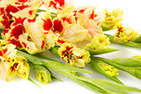 Colorful red and yellow gladiolus \ horizontal