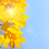 Yellow Maple Leaves against Blue Sky background with Sun - Autum