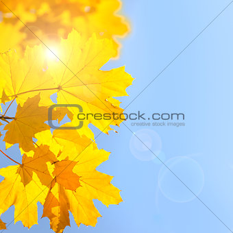 Yellow Maple Leaves against Blue Sky background with Sun - Autum