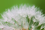  White Dandelion seed with water drops on green