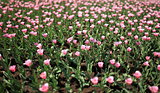 field  pink tulips
