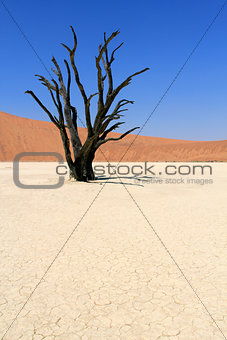 Sossusvlei dead valley landscape in the Nanib desert