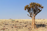 Quiver tree (Aloe dichotoma) in the Namib desert landscape