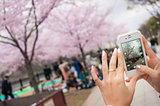 Woman Hand Take A Photo Of Sakura