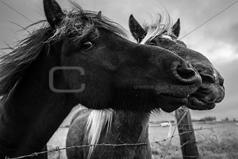 Islandic Ponies