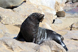Colony of seals at Cape Cross Reserve, Atlantic Ocean coast